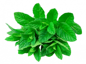 Menta x paquete (100 g aprox)