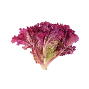 Lechuga morada x kg