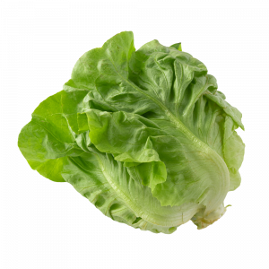 Lechuga francesa x kg