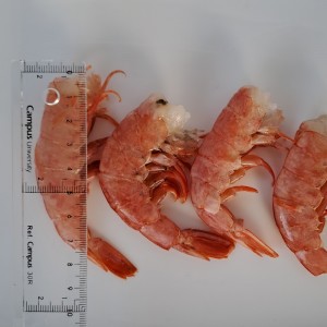 Langostino Salvaje Sin Cabeza Argentino 15/25 - 2 Kg