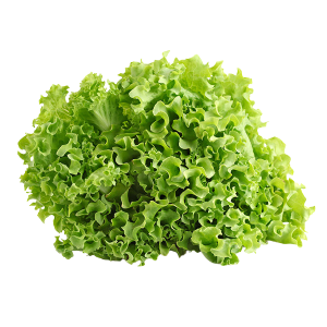 lechuga crespa 1 k