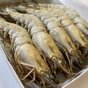 Langostino Entero Black Tiger 11/15 - 1 Kg